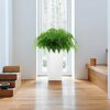 LECHUZA Jardini&egrave;re Cubico 22 ALL-IN-ONE blanc brillant
