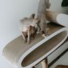 DISTRICT70 Griffoir pour chats 2 en 1 OVAL OFFICE