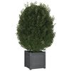 vidaXL Jardini&egrave;re Gris 40x40x40 cm Bois de pin massif