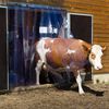 Kerbl Ensemble de rideaux PVC 225 x 30 cm 291162