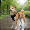vidaXL Harnais pour chien avec laisse et collier réglables noir XL