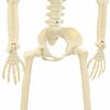 vidaXL Squelette d'Halloween 2 pcs Blanc 85 cm PVC