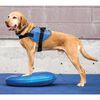 FitPAWS Disque d'&eacute;quilibre pour animaux de compagnie 36 cm Bleu