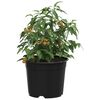 vidaXL Pot &agrave; fleurs 200 pcs Noir &Oslash; 15 x 12,5 cm Plastique