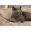 Scruffs & Tramps Lit pour chien Kensington M 60x50 cm Cr&egrave;me