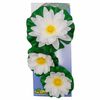 Ubbink Ensemble de n&eacute;nuphars d&eacute;coratifs 3 pcs Blanc
