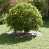 vidaXL adapt&eacute; pour anneau d'arbre plat Argent &Oslash;60 / 90 cm
