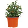 vidaXL Pot &agrave; fleurs 100 pcs Terre cuite &Oslash; 15 x 12,5 cm Plastique