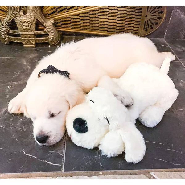 Snuggle Puppy Jouet en peluche pour chien Heartbeat Dor&eacute;