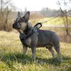 Kerbl Harnais de s&eacute;curit&eacute; d&rsquo;auto &agrave; animaux de compagnie 50-65 cm Noir