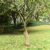 vidaXL Rouleau de jute 0,5 x 5 m 100 % jute 200 g/m&sup2;