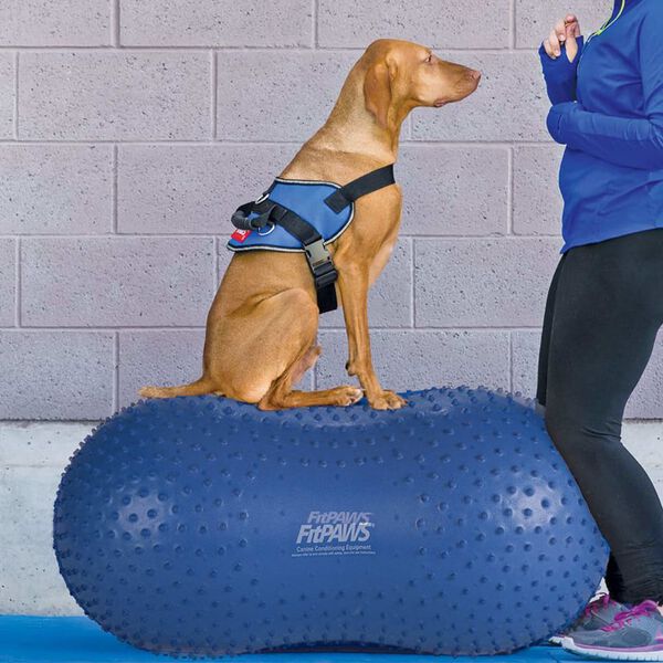 FitPAWS Plate-forme d'&eacute;quilibre pour animaux de compagnie 60 cm Bleu
