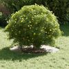 vidaXL adapt&eacute; pour anneaux d'arbre plats 5 pcs Blanc &Oslash;30 / 60 cm Acier