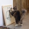 Designed by Lotte Panneau griffoir pour chats Sammy 50x40x2 cm Bois
