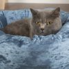 Scruffs Lit pour animaux de compagnie Velours Bleu