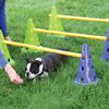 FitPAWS Kit d'agilit&eacute; pour chiens Canine Gym