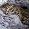 DISTRICT70 Lit en peluche pour chats NORDIC Argent&eacute;
