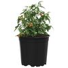 vidaXL Pot &agrave; fleurs 50 pcs Noir &Oslash; 15 x 13 cm Plastique