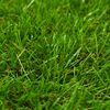 vidaXL Gazon artificiel 1x5 m/30 mm Vert