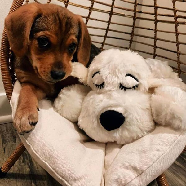 Snuggle Puppy Jouet en peluche pour chien Heartbeat Dor&eacute;
