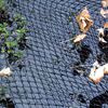 Velda Filet de couverture 2x3 m pour &eacute;tangs