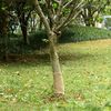 vidaXL Rouleau de jute 0,25x100 m 100 % jute 200 g/m&sup2;