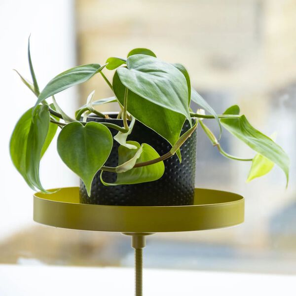 Esschert Design Plateau pour plantes avec pince Rond Dor&eacute; M