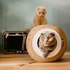 DISTRICT70 Griffoir/grotte pour chats SARDINE Noir