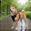 vidaXL Harnais pour chien avec laisse et collier r&eacute;glables marron XL
