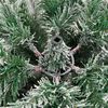 vidaXL Sapin de No&euml;l Artificiel &agrave; Branches Articul&eacute;es 120 cm