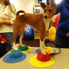 FitPAWS Plots de patte d'&eacute;quilibre pour animaux de compagnie 4 pcs