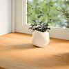 vidaXL Appuis de fen&ecirc;tre 2 pcs marron clair bois de ch&ecirc;ne massif