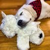 Snuggle Puppy Jouet en peluche pour chien Heartbeat Dor&eacute;