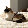 HuggleHounds Tapis pour chiens Polaire S Blanc laine