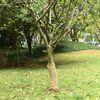 vidaXL Rouleau de jute 0,5x50 m 100 % jute 200 g/m&sup2;