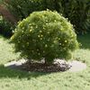 vidaXL adapt&eacute; pour anneau d'arbre plat Argent &Oslash;50 / 80 cm