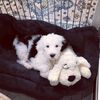 Snuggle Puppy Jouet en peluche pour chien Heartbeat Dor&eacute;