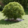 vidaXL adapt&eacute; pour anneau d'arbre plat Anthracite &Oslash;30 / 60 cm Acier
