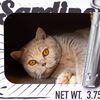 DISTRICT70 Griffoir/grotte pour chats SARDINE Blanc