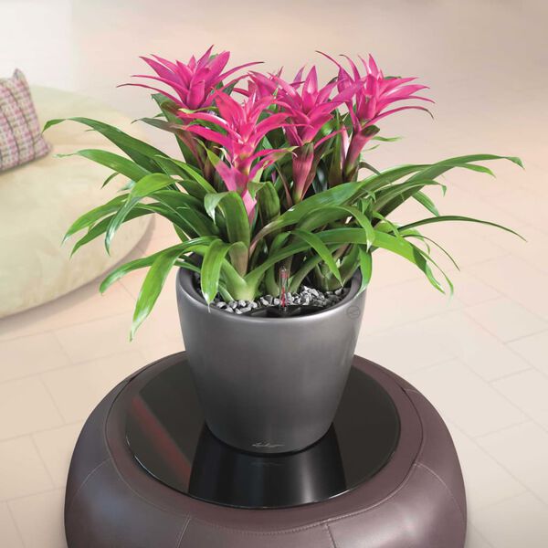LECHUZA Jardini&egrave;re CLASSICO LS 35 ALL-IN-ONE charbon m&eacute;tallis&eacute; 16063