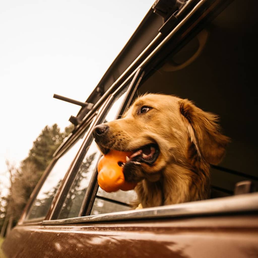 West Paw Jouet pour chiens avec Zogoflex Tux Orange mandarine L